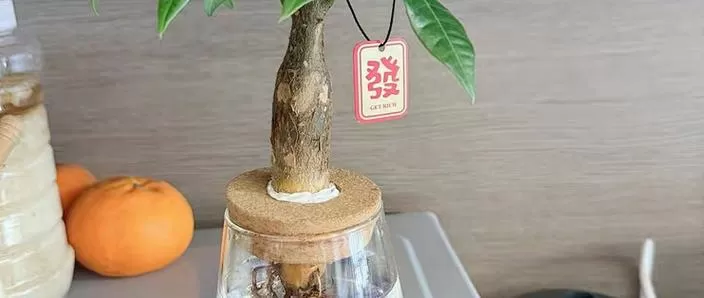 水培发财树可以转土培吗