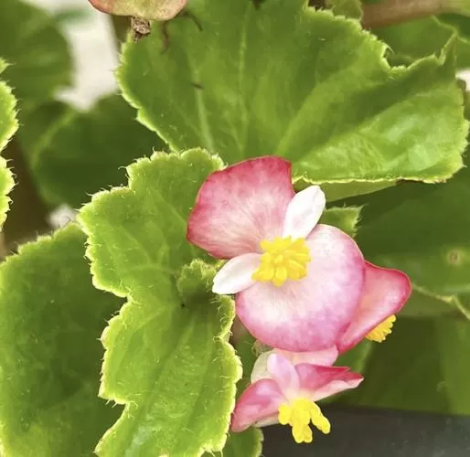 海棠花茎发软怎么救活