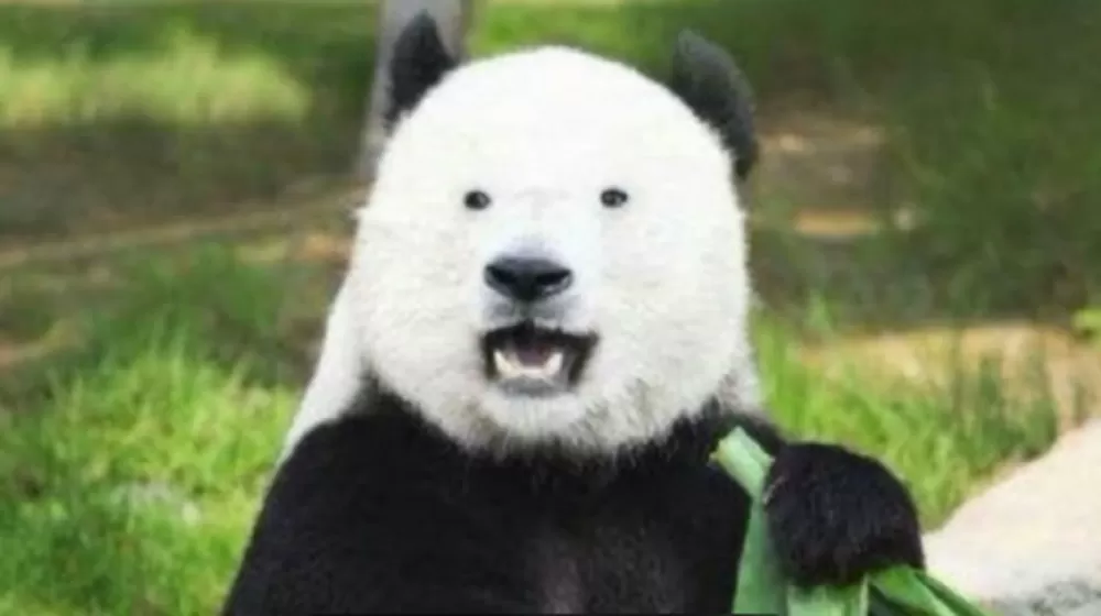 熊猫没有黑眼圈的照片