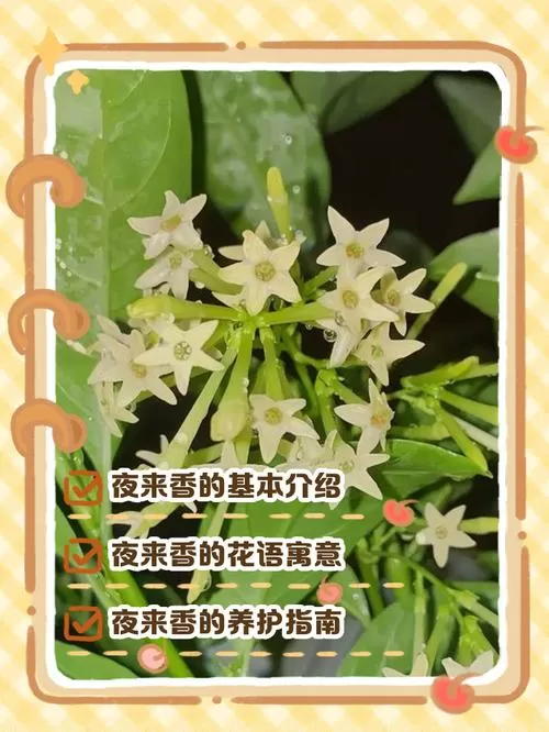 夜来香是凶花还是吉花