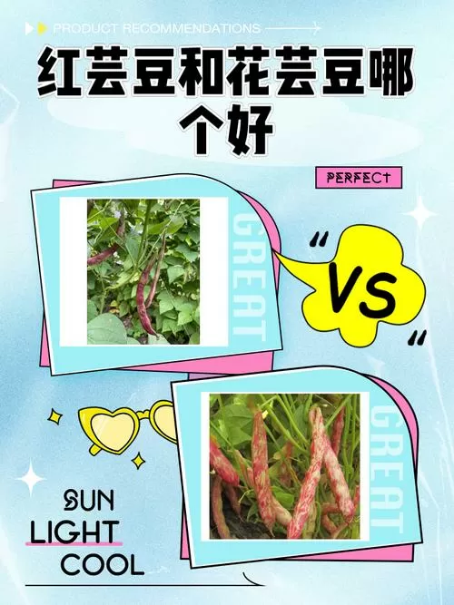 芸豆和花芸豆有什么区别