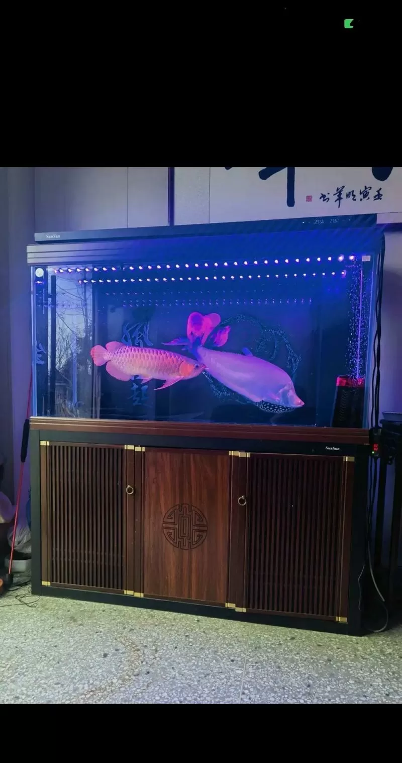 森森龙鱼缸哪个型号好
