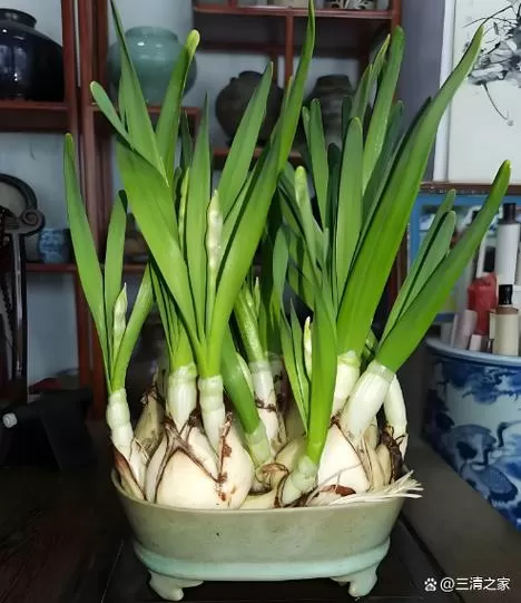 水仙花叶子剪了还会长吗