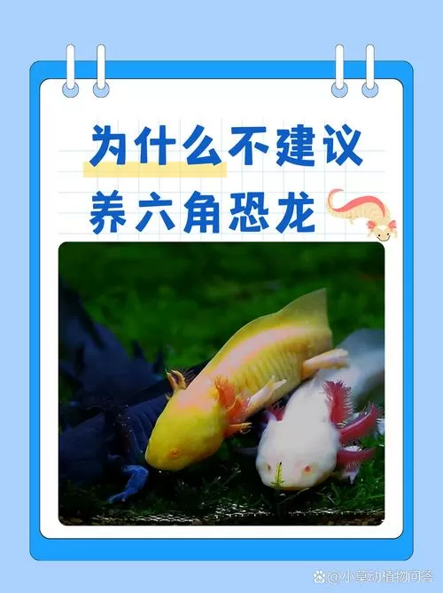 六角恐龙为啥不建议养