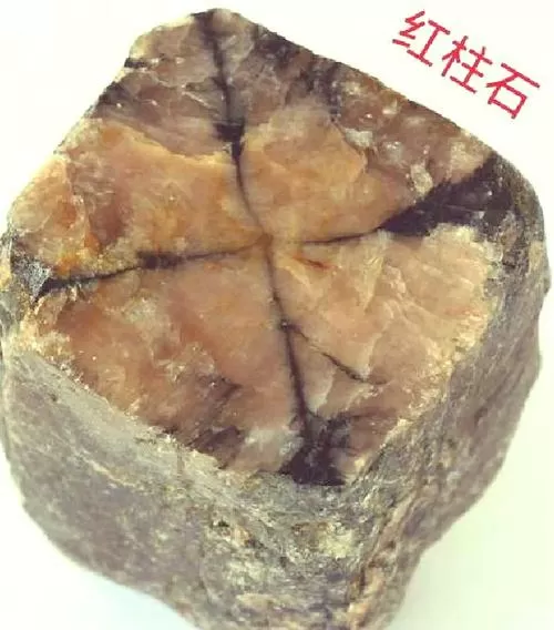 红宝石沙漠里的化石