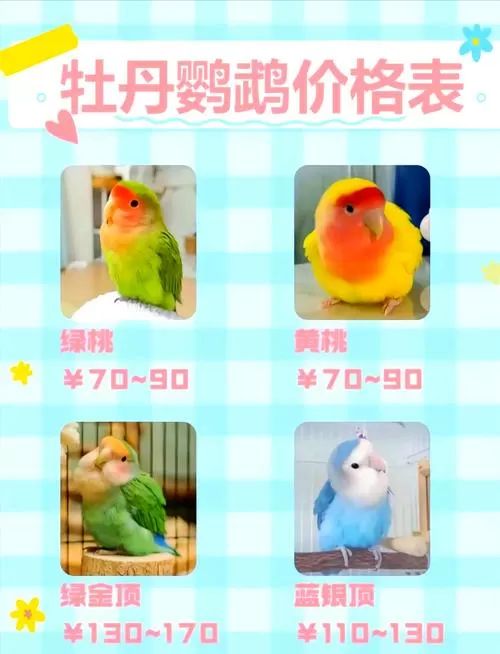 鹦鹉品种及图片价钱