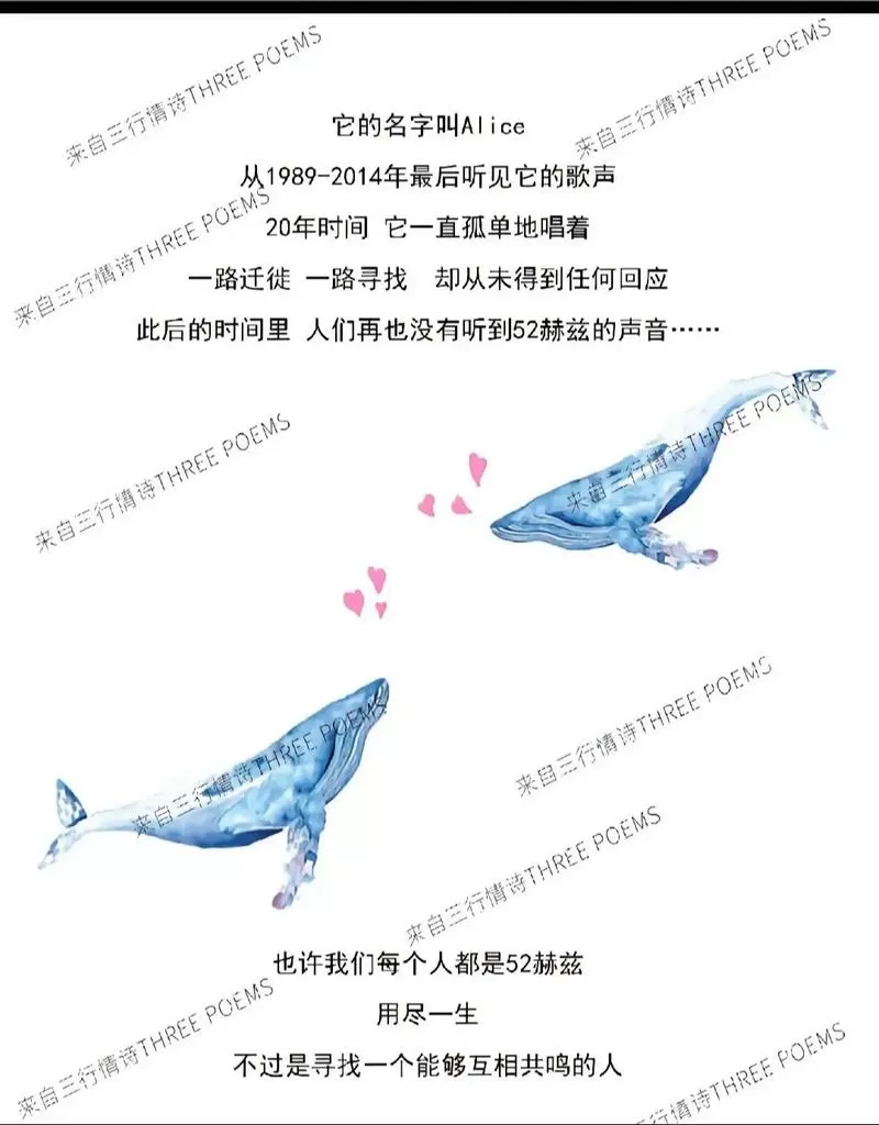 我们都是52赫兹的鲸,一生都在寻找