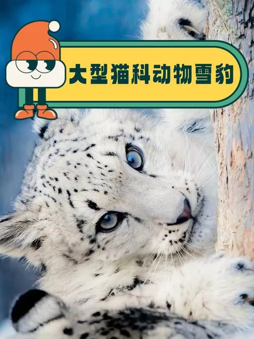 雪豹单词