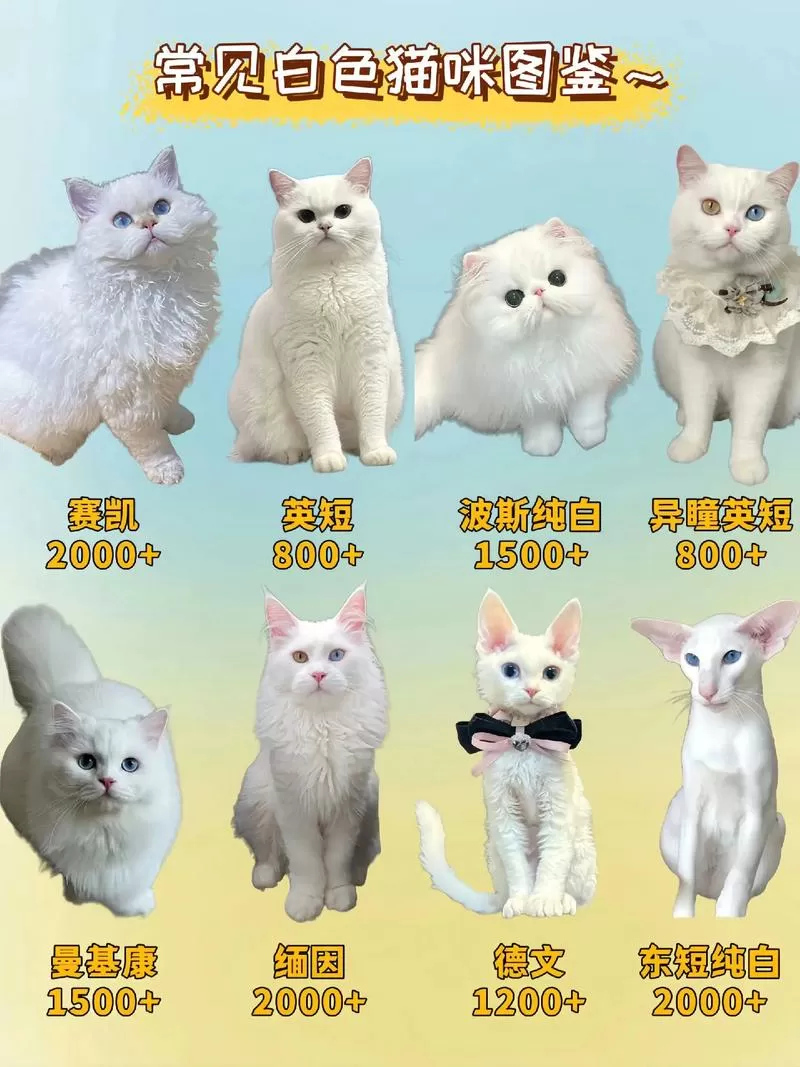 白色的猫是什么品种