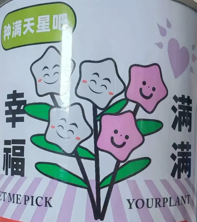 满天星生长过程图