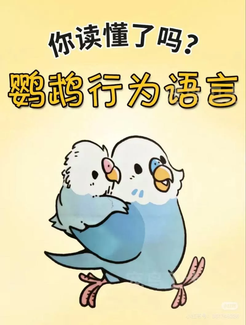 鹦鹉老叫太吵怎么办