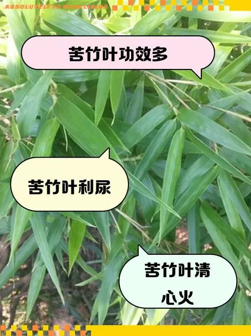 苦竹叶子的功效与作用