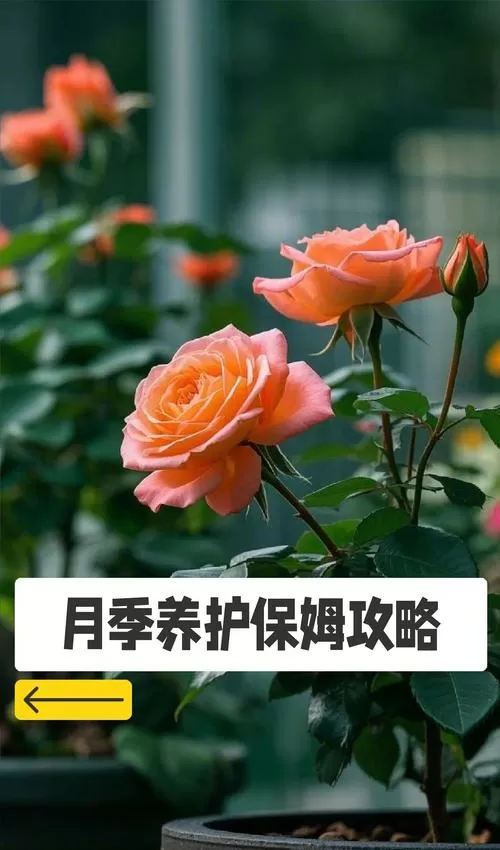 月季养殖方法与技巧