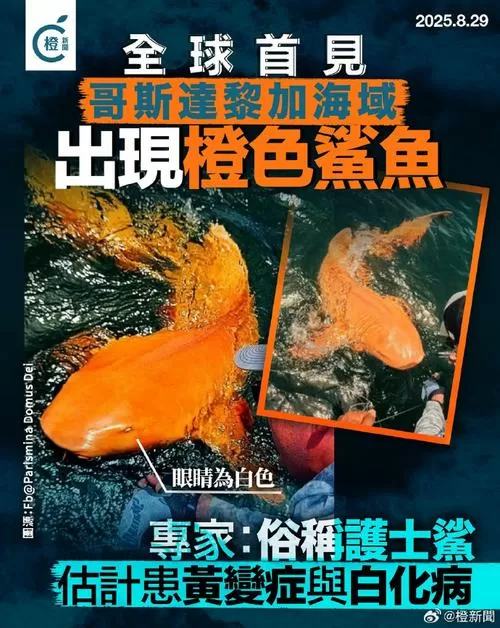 橙色鲨鱼