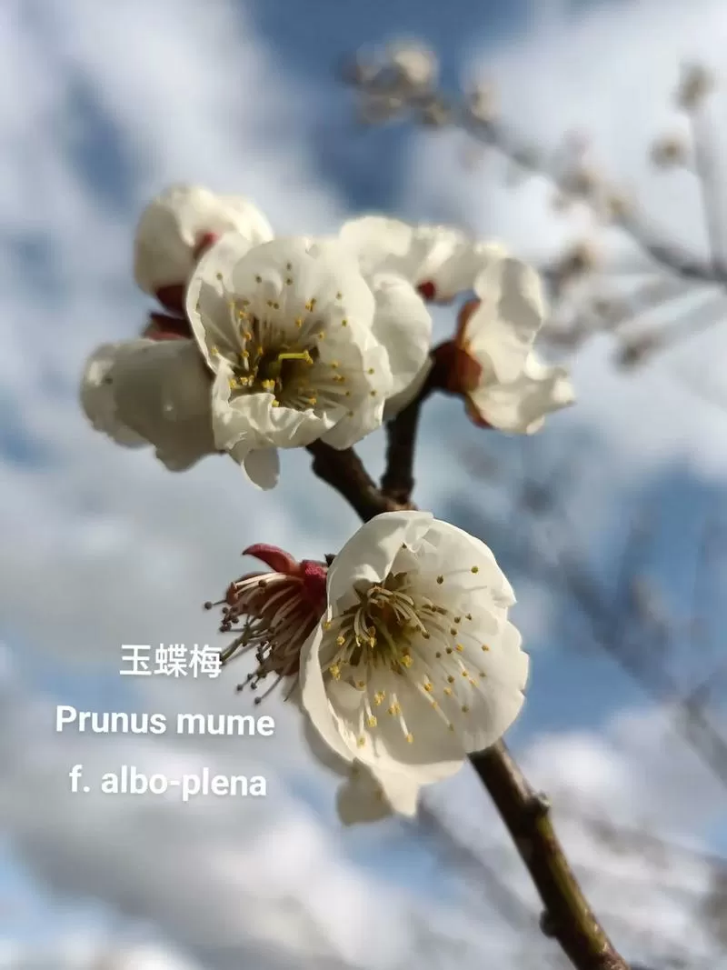玉蝶白梅开花香吗