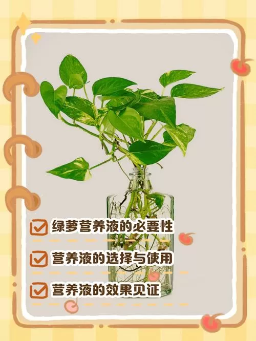 绿萝需要施肥料吗
