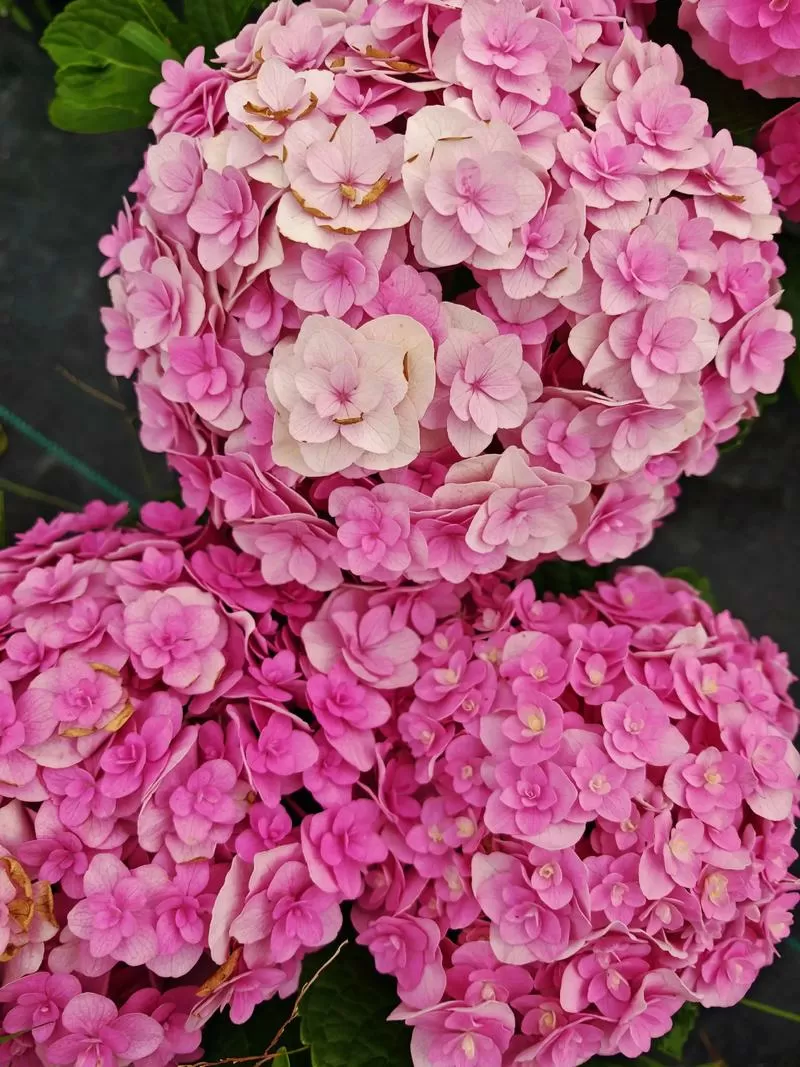 绣球花宝