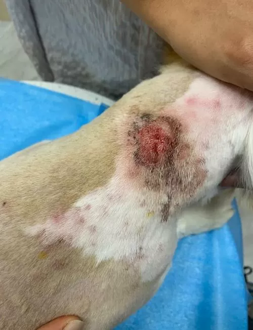 柯基常见病及症状