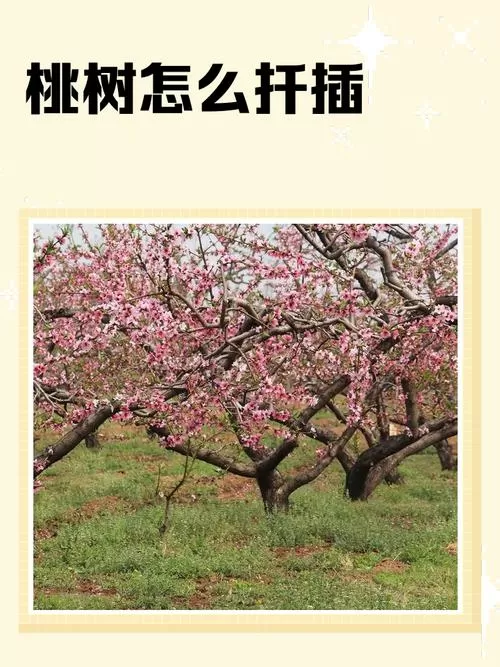 桃树可以用扦插的方式繁殖吗截图
