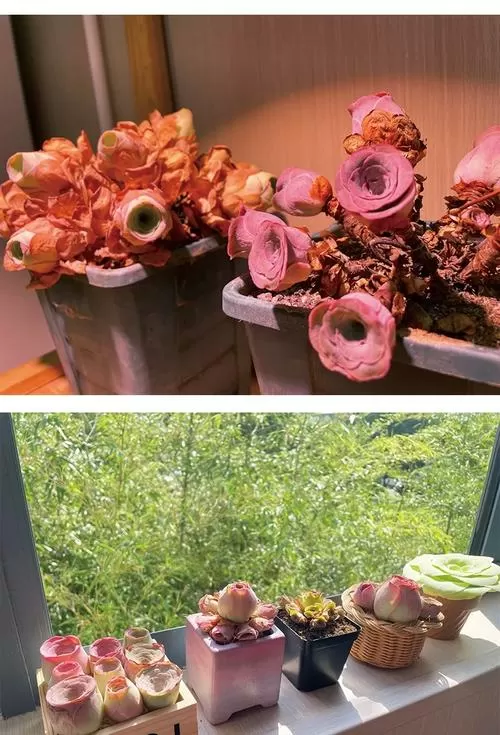 山地玫瑰花语和寓意