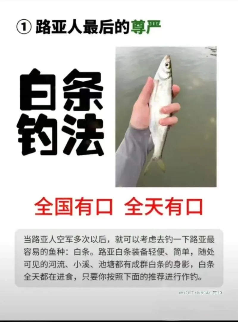 快速钓白条的方法