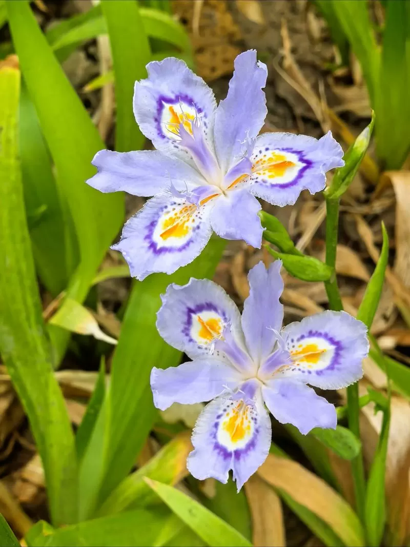 蝴蝶花一年开几次花