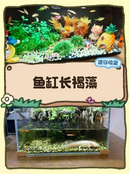 鱼缸褐藻的优缺点
