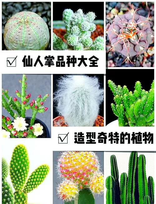 仙人掌大全