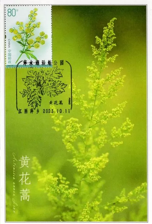黄花蒿的图片