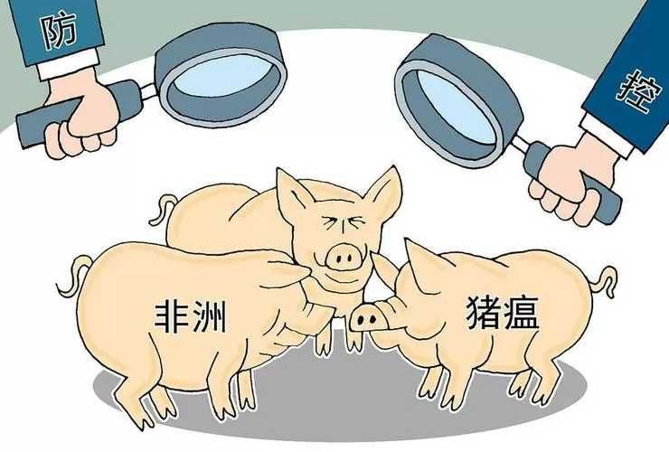 猪瘟病图片