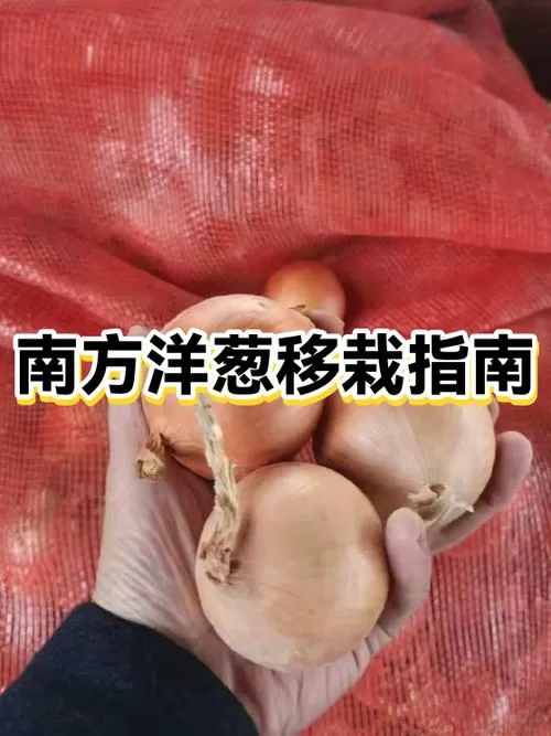 南方洋葱种植时间和方法缩略图