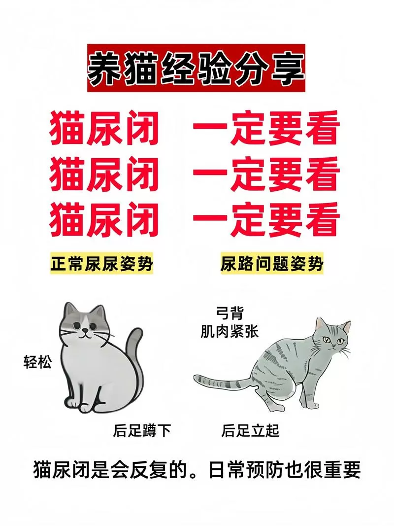 猫咪拔尿管后多久可以尿