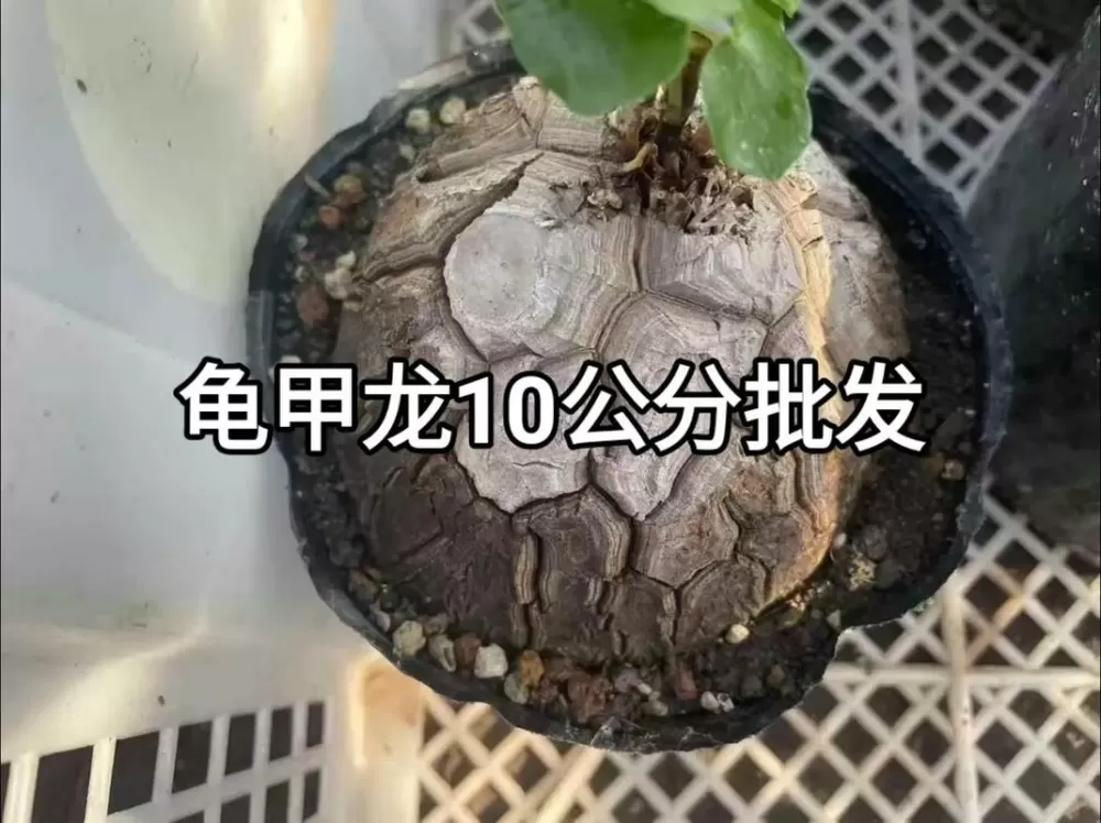 龙甲龟和龟甲龙的区别