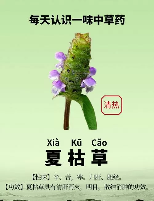 夏和草的功能与主治