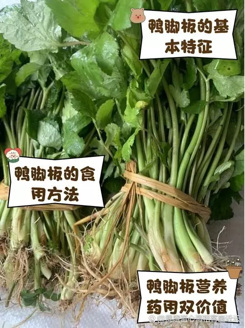 鸭脚板野菜怎么做好吃