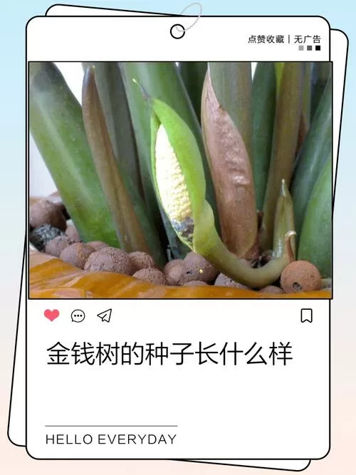 金钱树种子的种植方法