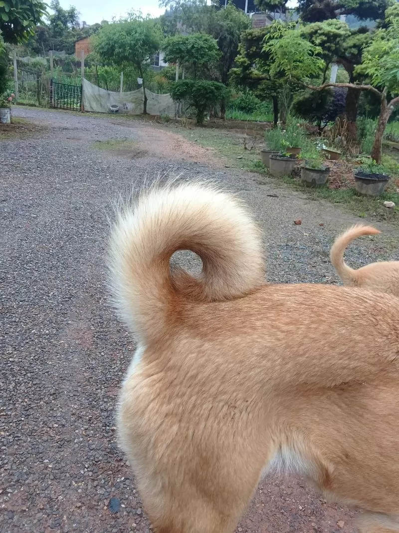 狗狗金钱尾怎么看