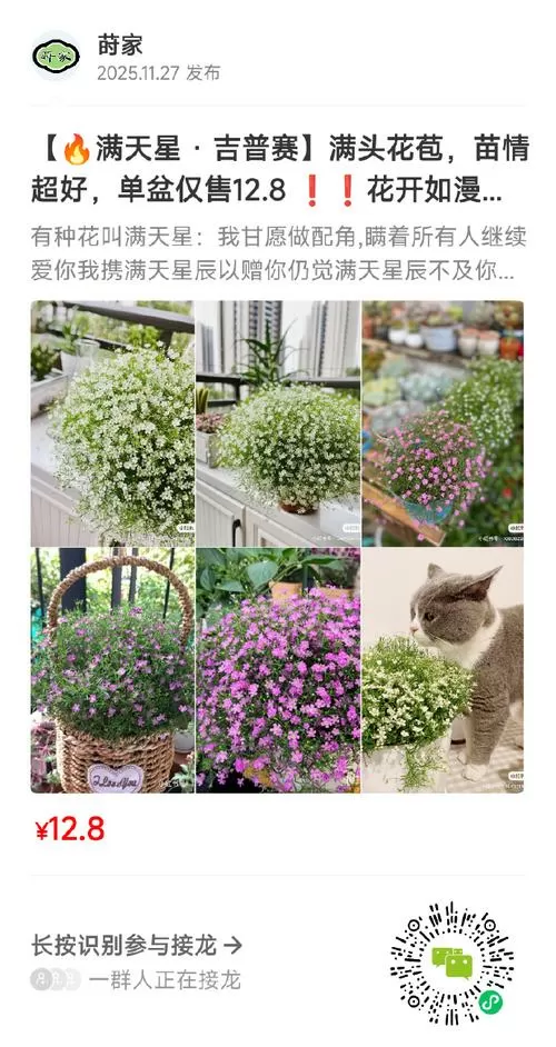满天星多少钱一盆