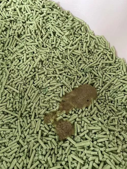 猫吐绿色液体