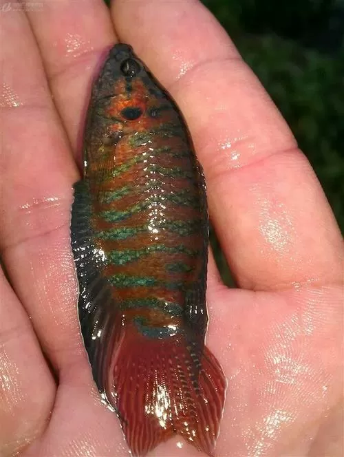 粉红色的小鱼是什么鱼