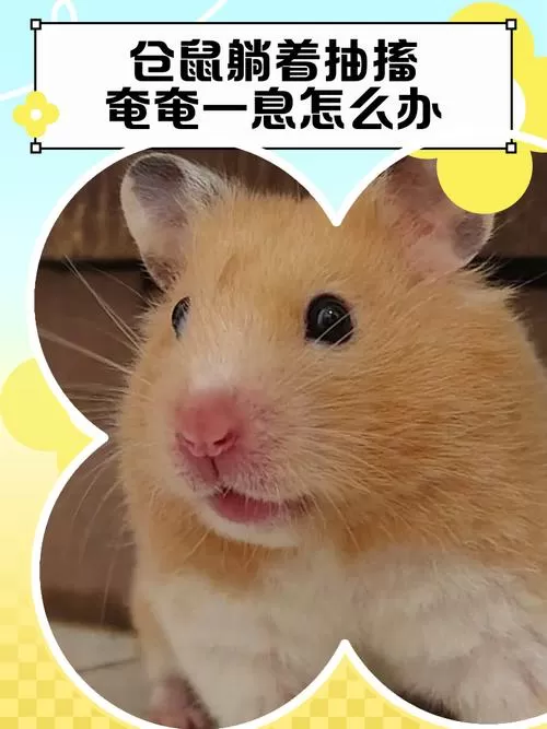 仓鼠身上冰凉躺着不动