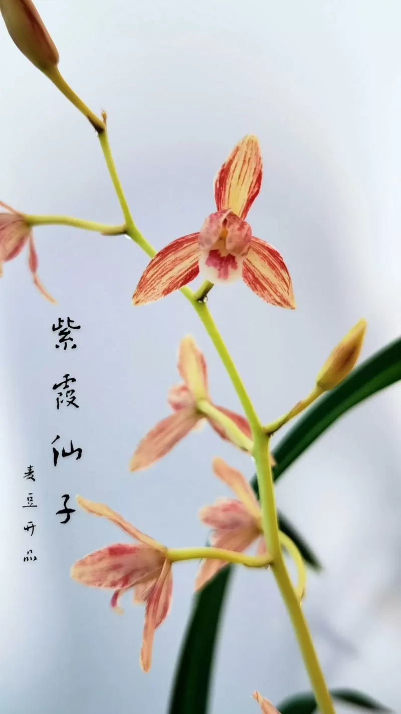 紫霞仙子兰花怎么养