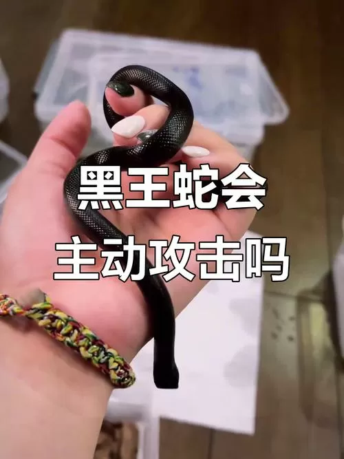 黑王蛇咬人用打针吗
