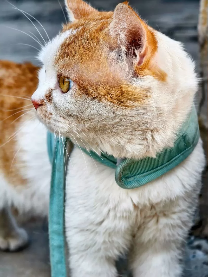 猫咪6年相当于几岁