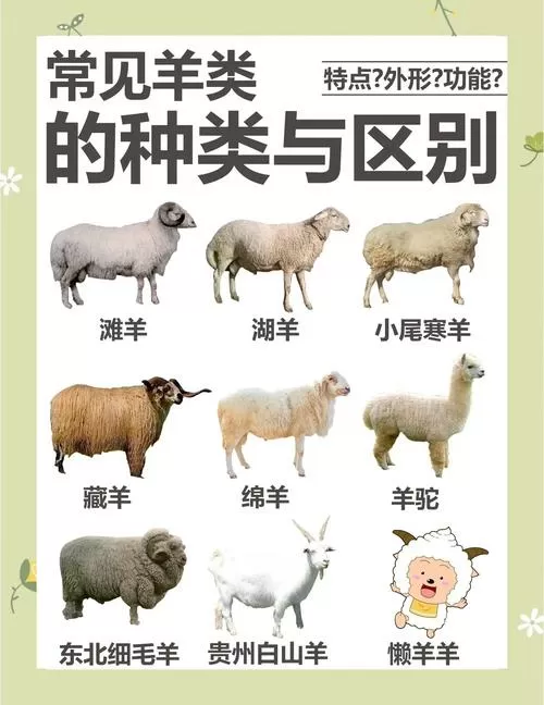 羊村都有什么羊