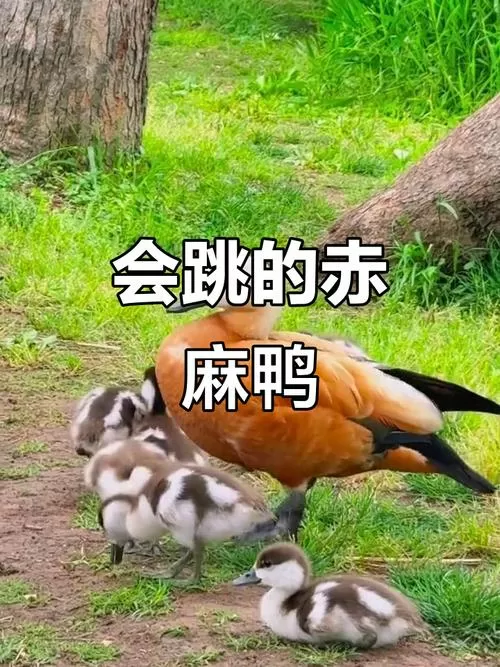 鸭子视频表演搞笑视频