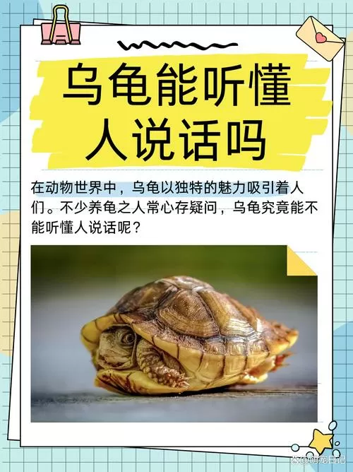 乌龟能听懂人说话吗