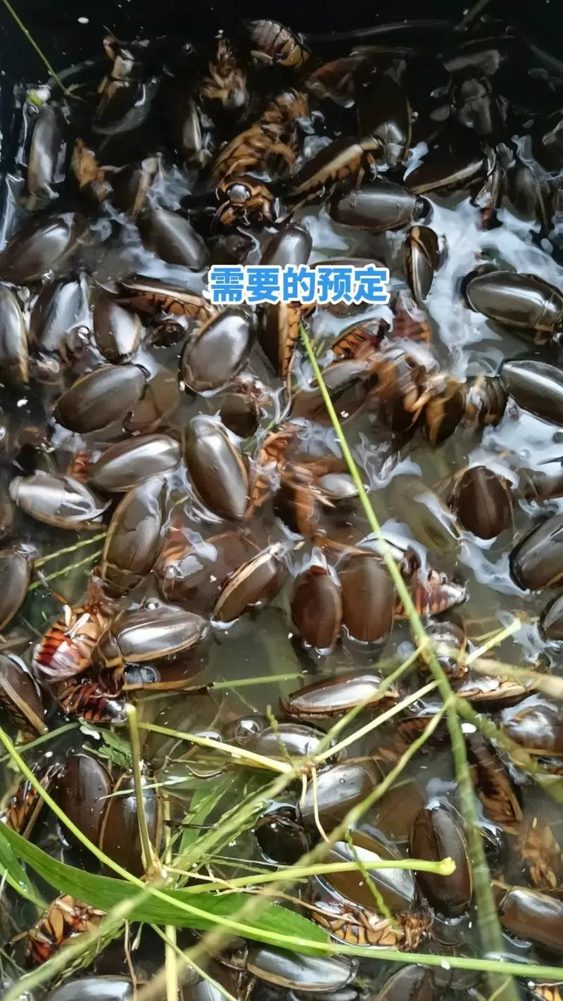 水虫截图