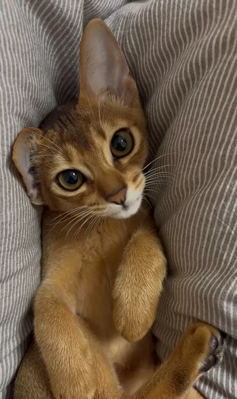 原始埃及猫