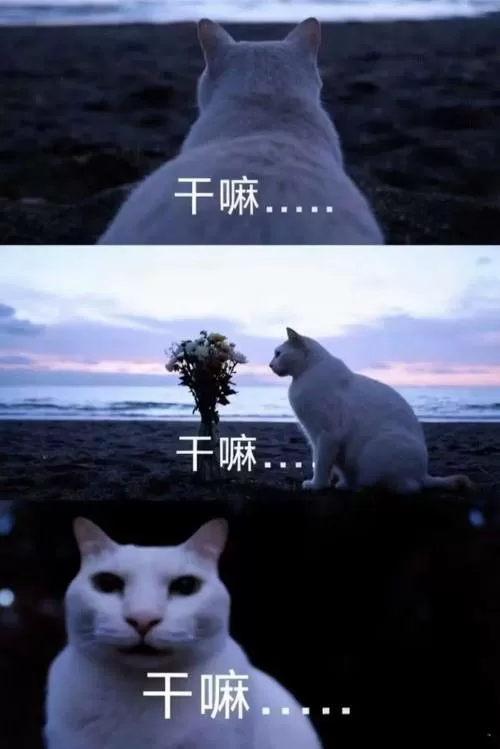 创作猫是干嘛的